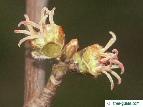 silver maple (Acer platanoides) flowers
