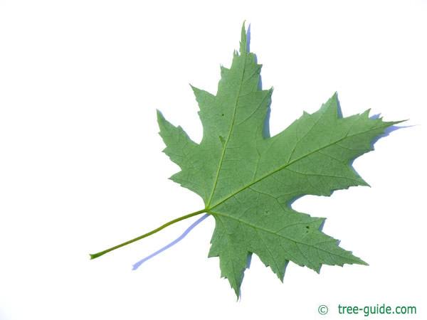 silver maple (Acer platanoides) leaf underside 