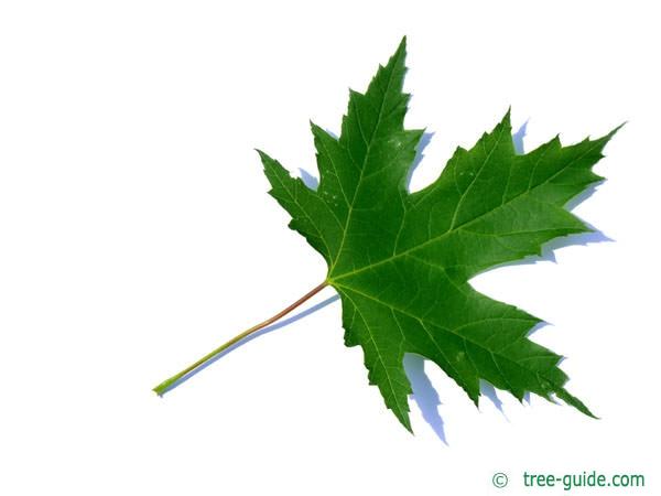 The World´s Tree Species: Silver maple leaf