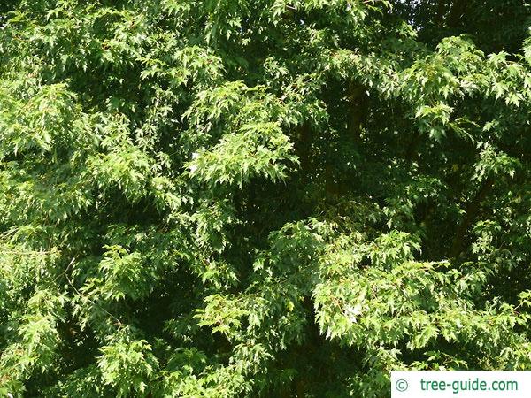 silver maple (Acer platanoides) leaves