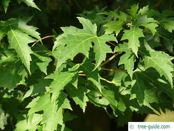 silver maple (Acer platanoides) leaves in summer