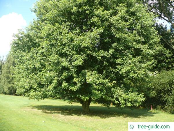 silver maple (Acer platanoides) tree in summer