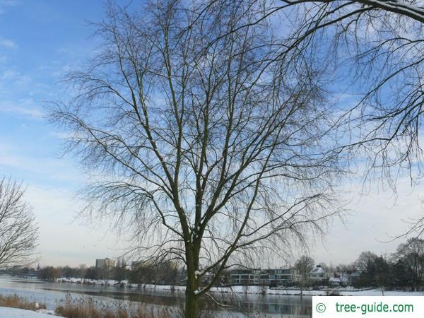 silver maple (Acer platanoides) tree in winter