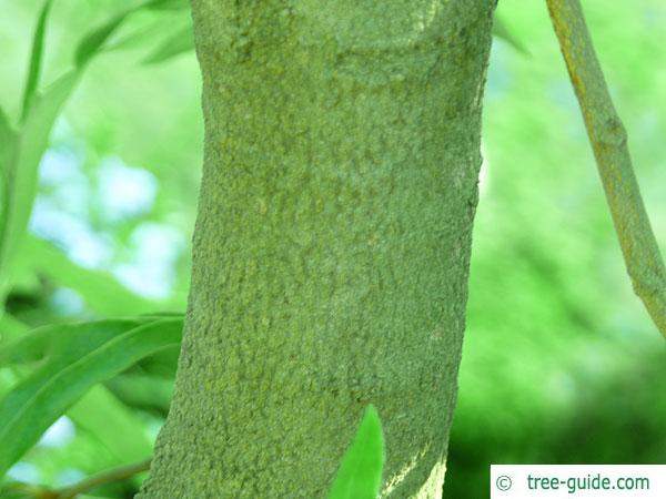 silky oak (Grevillea robusta) trunk / bark