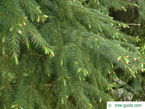 sitka spruce (Picea sitchensis) branches