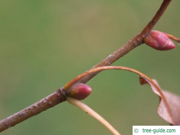 small leaved lime (Tilia cordata) twig