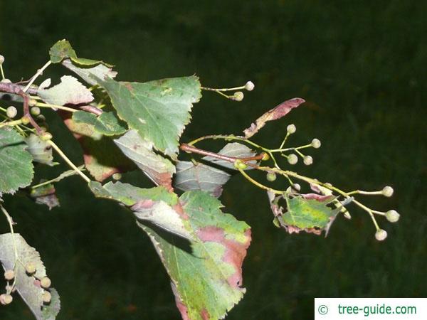 small leaved lime (Tilia cordata) foliage and fruits