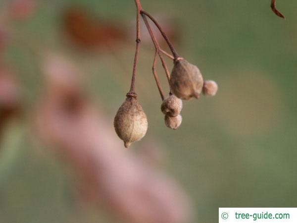 small leaved lime (Tilia cordata) fruits in autumn