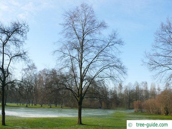 small leaved lime (Tilia cordata) tree in winter