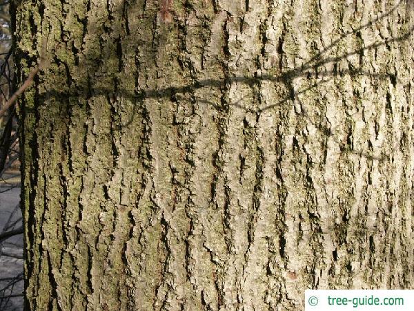 small leaved lime (Tilia cordata) trunk / bark