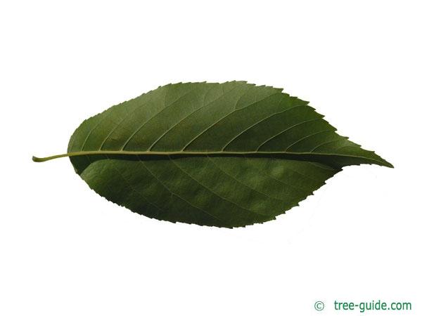 spaeths alder (Alnus spaethii) underside of leaf