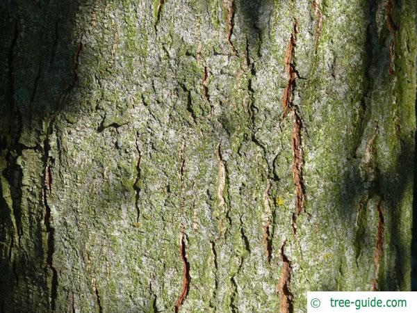 spaehts alder (Alnus spaethii) trunk