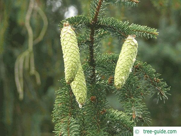 spruce cone (Picea abies 'Acrocona') young cones