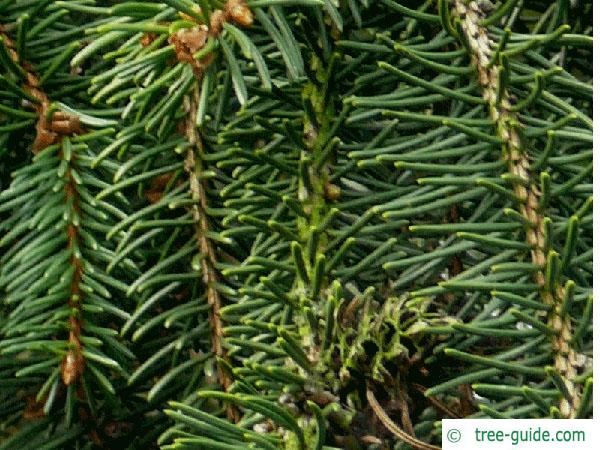 spruce cone (Picea abies 'Acrocona') needle