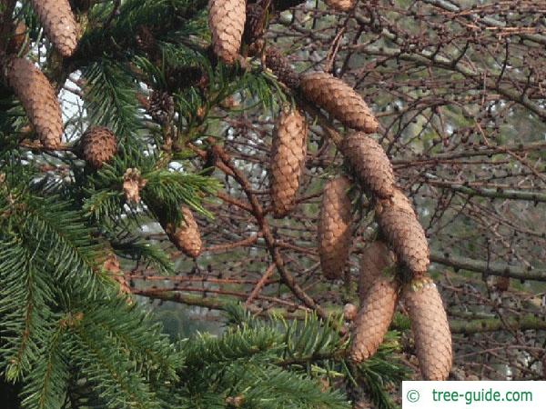 spruce cone (Picea abies 'Acrocona') cones in autumn