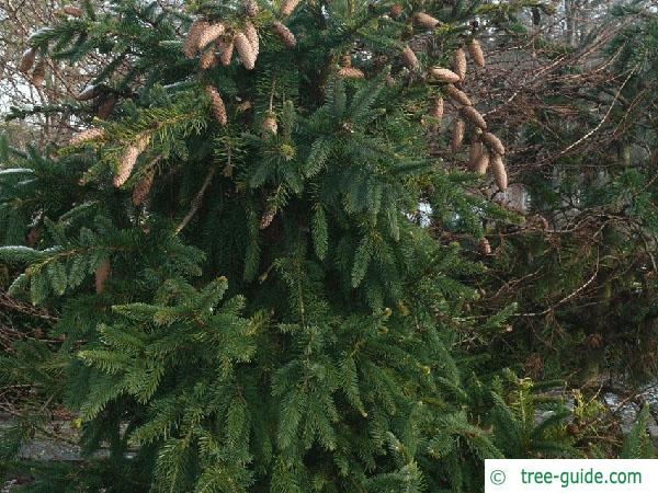 spruce cone (Picea abies 'Acrocona') tree