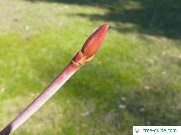 striped maple (Acer pensylvanicum) bud