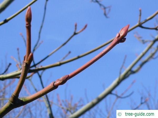striped maple (Acer pensylvanicum) buds
