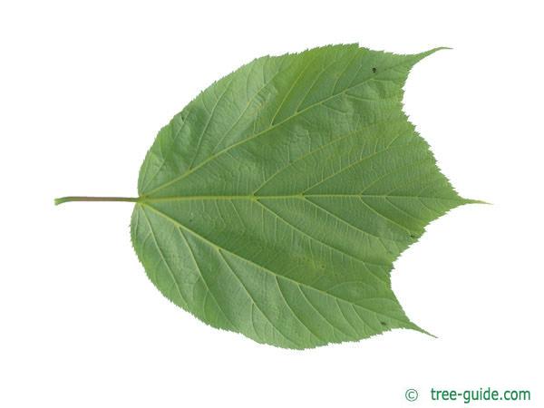 striped maple (Acer pensylvanicum) leaf underside    