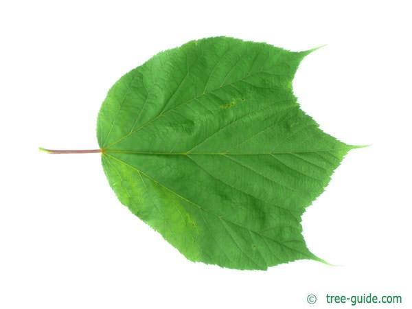 striped maple (Acer pensylvanicum) leaf