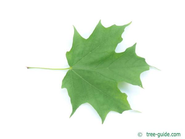 sugar maple (Acer saccharum) leaf