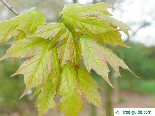 sugar maple (Acer saccharum) leaves