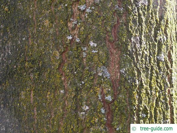 sugar maple (Acer saccharum) trunk / bark