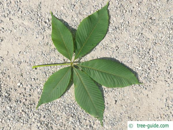 sunrise horsechestnut (Aesculus x neglecta 'Erythroblastos') leaf