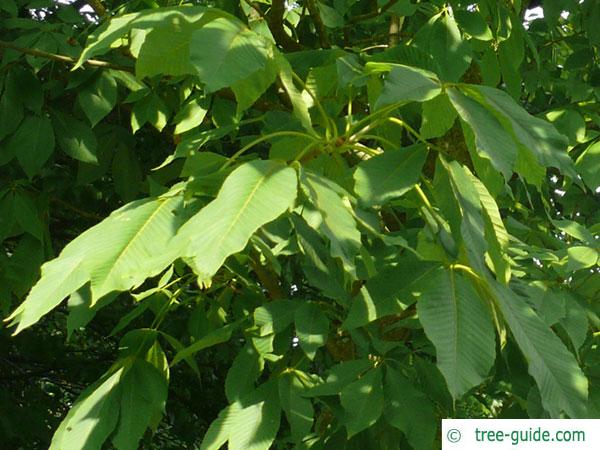 sunrise horsechestnut (Aesculus x neglecta 'Erythroblastos') leaves