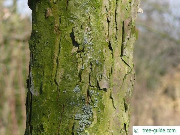 swamp white oak (Quercus bicolor) trunk / bark