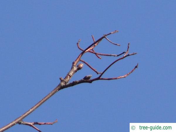 swedish whitebeam (Sorbus intermedia) terminal bud