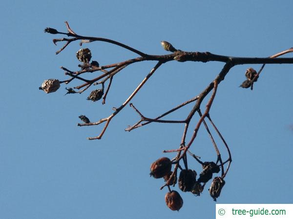 swedish whitebeam (Sorbus intermedia) dried fruit