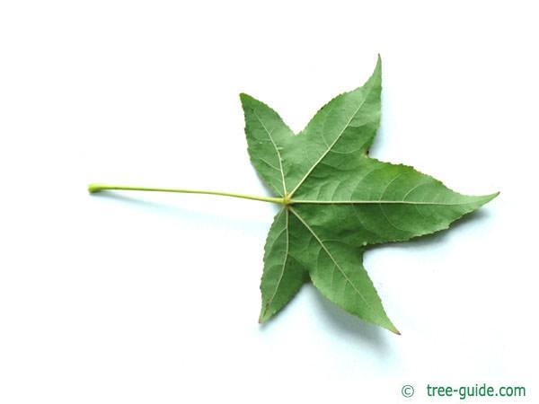 sweetgum (Liquidambar styraciflua) leaf underside