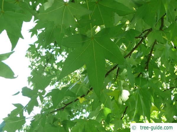 sweetgum (Liquidambar styraciflua) leaves