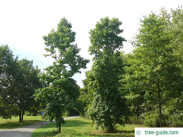 sweetgum (Liquidambar styraciflua) tree in summer