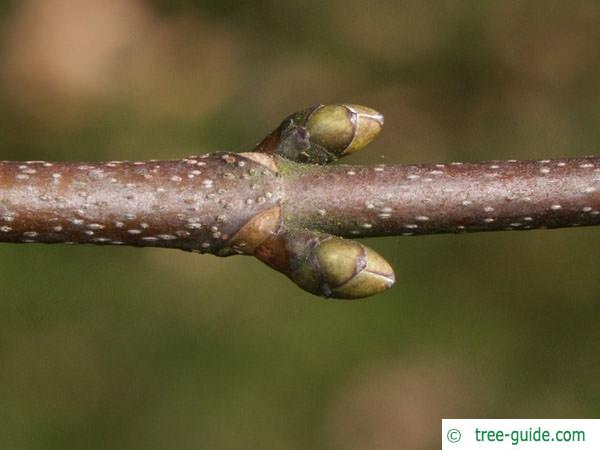 sycamore maple (Acer pseudoplatanus) axial buds