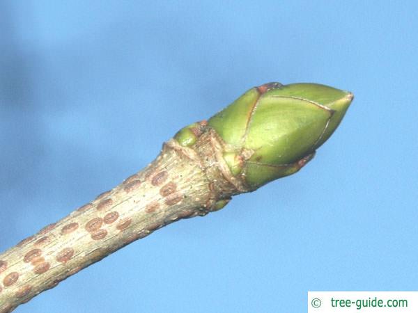 sycamore maple (Acer pseudoplatanus) terminal bud