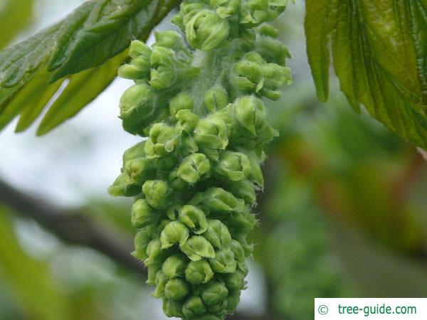 sycamore maple (Acer pseudoplatanus) flower close up