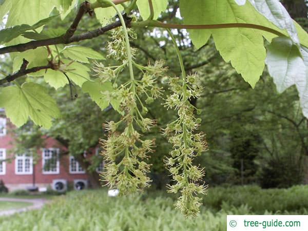 sycamore maple (Acer pseudoplatanus)flower