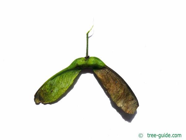 sycamore maple (Acer pseudoplatanus) single fruit