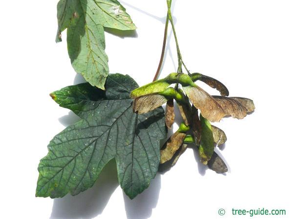 sycamore maple (Acer pseudoplatanus) fruit