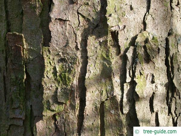 sycamore maple (Acer pseudoplatanus) trunk and bark