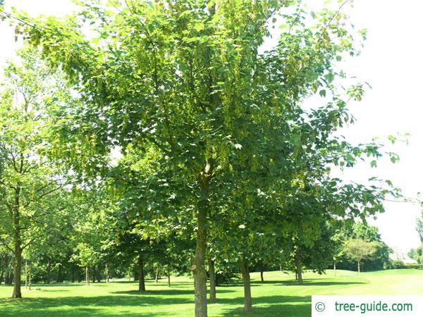 sycamore maple (Acer pseudoplatanus) small tree