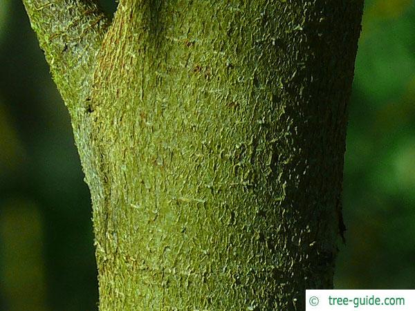 tasmanian snow gum (Eucalyptus coccifera) trunk / bark