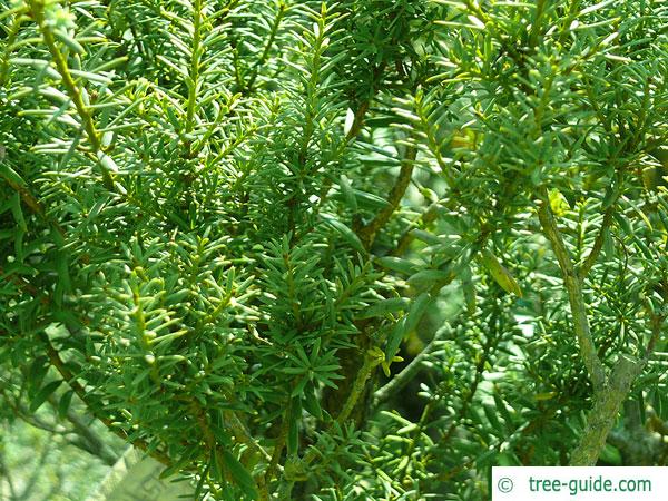 totara (Podocarpus totara) growth