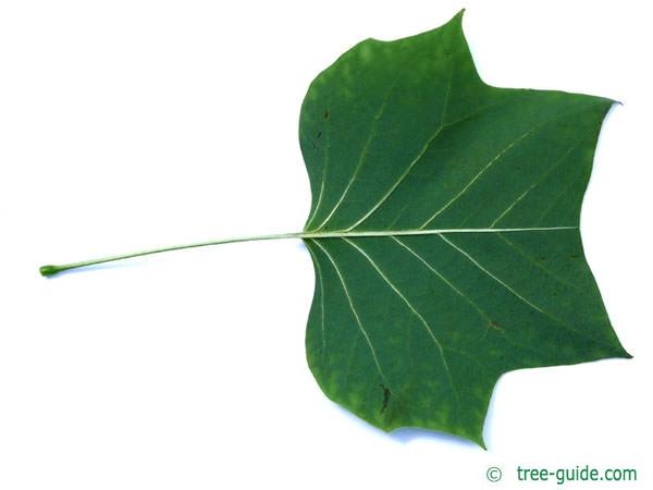 tulip tree (Liriodendron tulipifera) leaf underside
