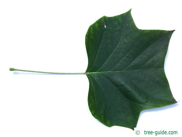 tulip tree (Liriodendron tulipifera) leaf