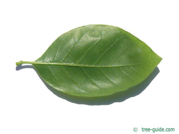 tupelo (Nyssa sylvestris) leaf underside