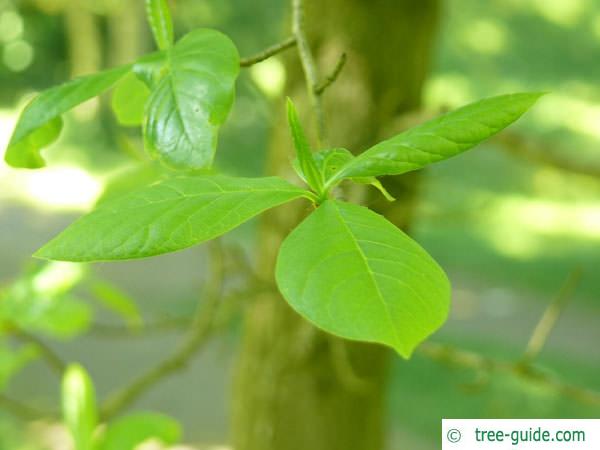 tupelo (Nyssa sylvestris) leafstellung