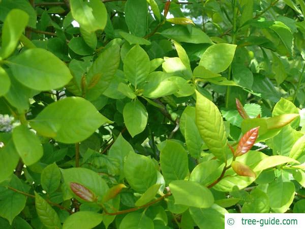 tupelo (Nyssa sylvestris) leaves